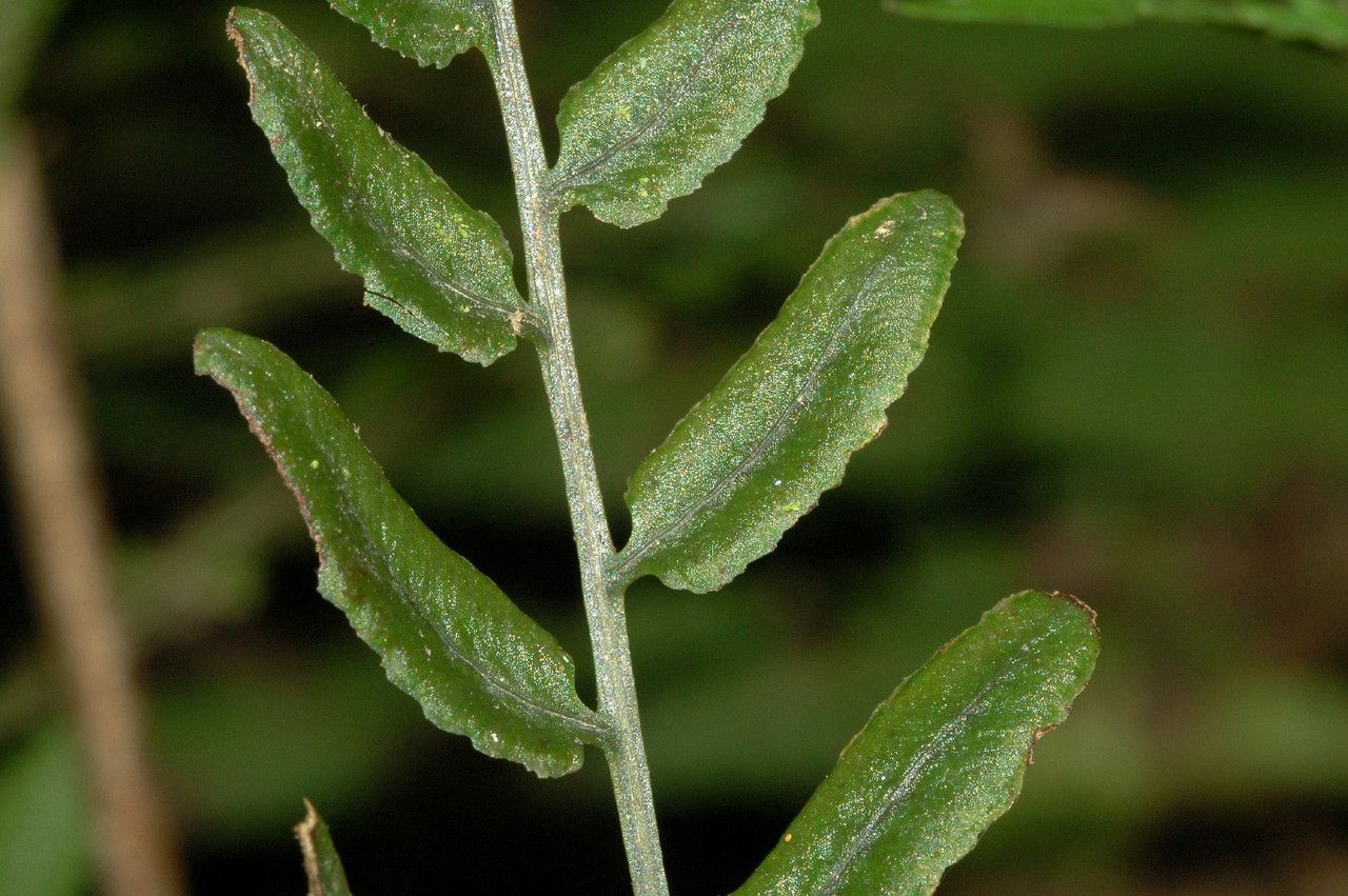 Bolbitis palustris bark