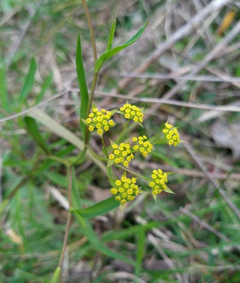 Bupleurum falcatum flower