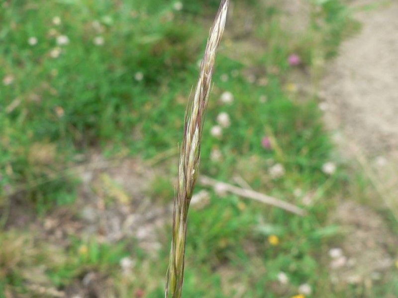 Helictochloa marginata flower