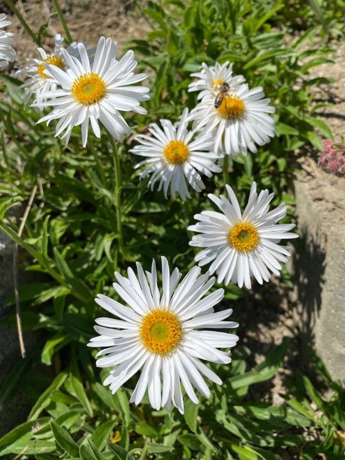 Erigeron coulteri flower