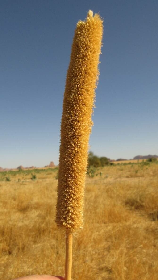 Cenchrus americanus flower