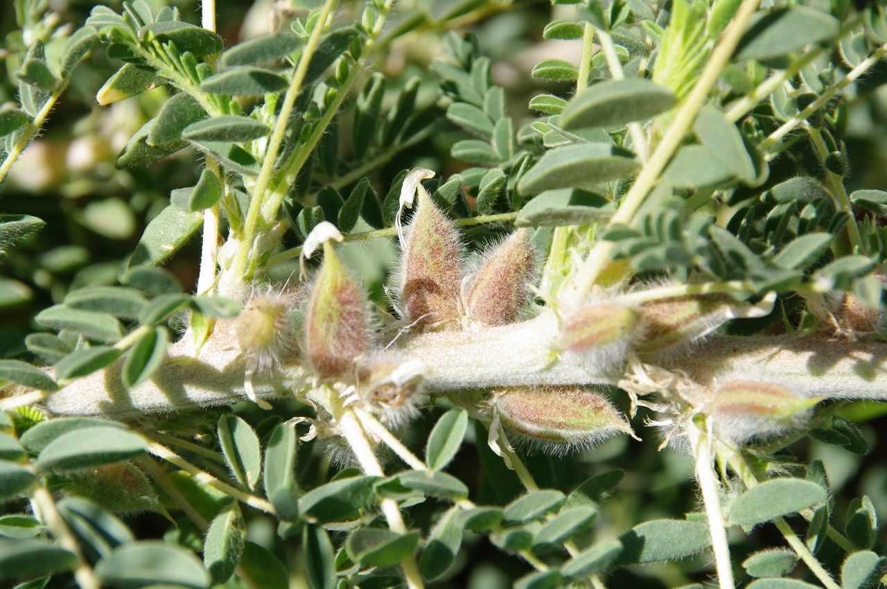 Astragalus trigonus fruit