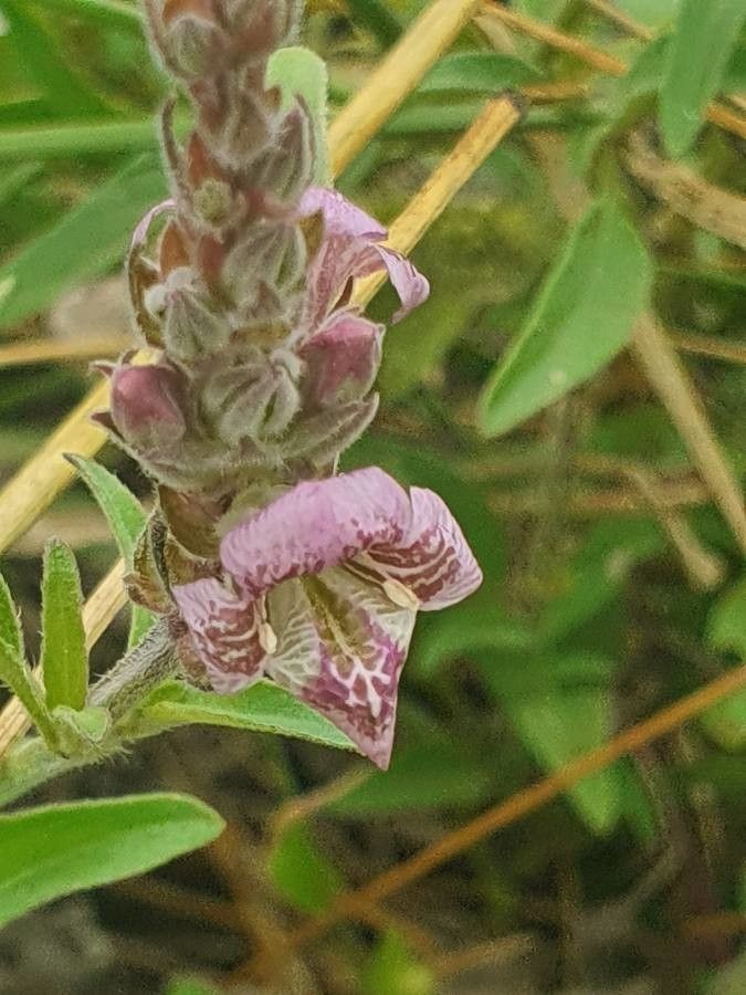Asystasia riparia flower