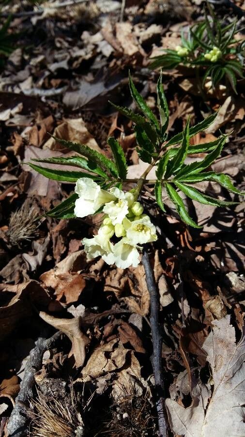 Cardamine kitaibelii flower