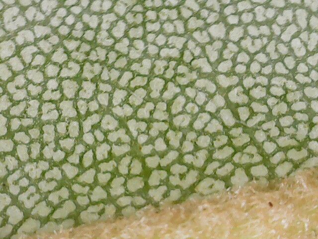 Rhododendron sutchuenense leaf