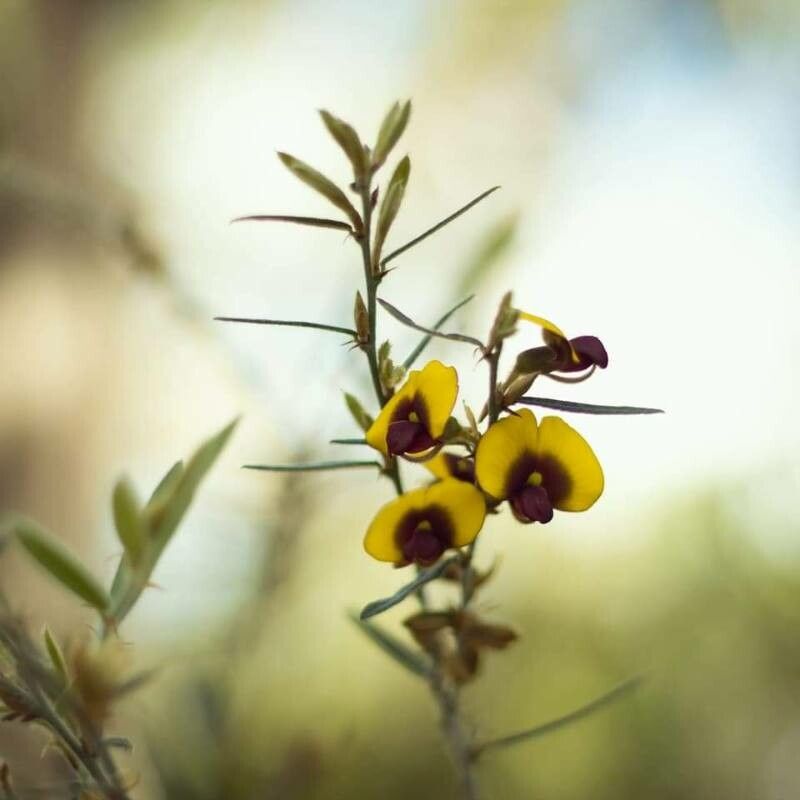 Dillwynia retorta flower