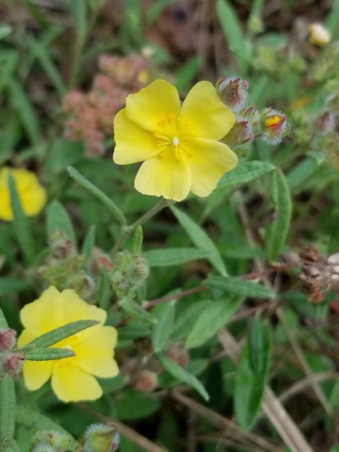 Helianthemum corymbosum — houseplant care guide