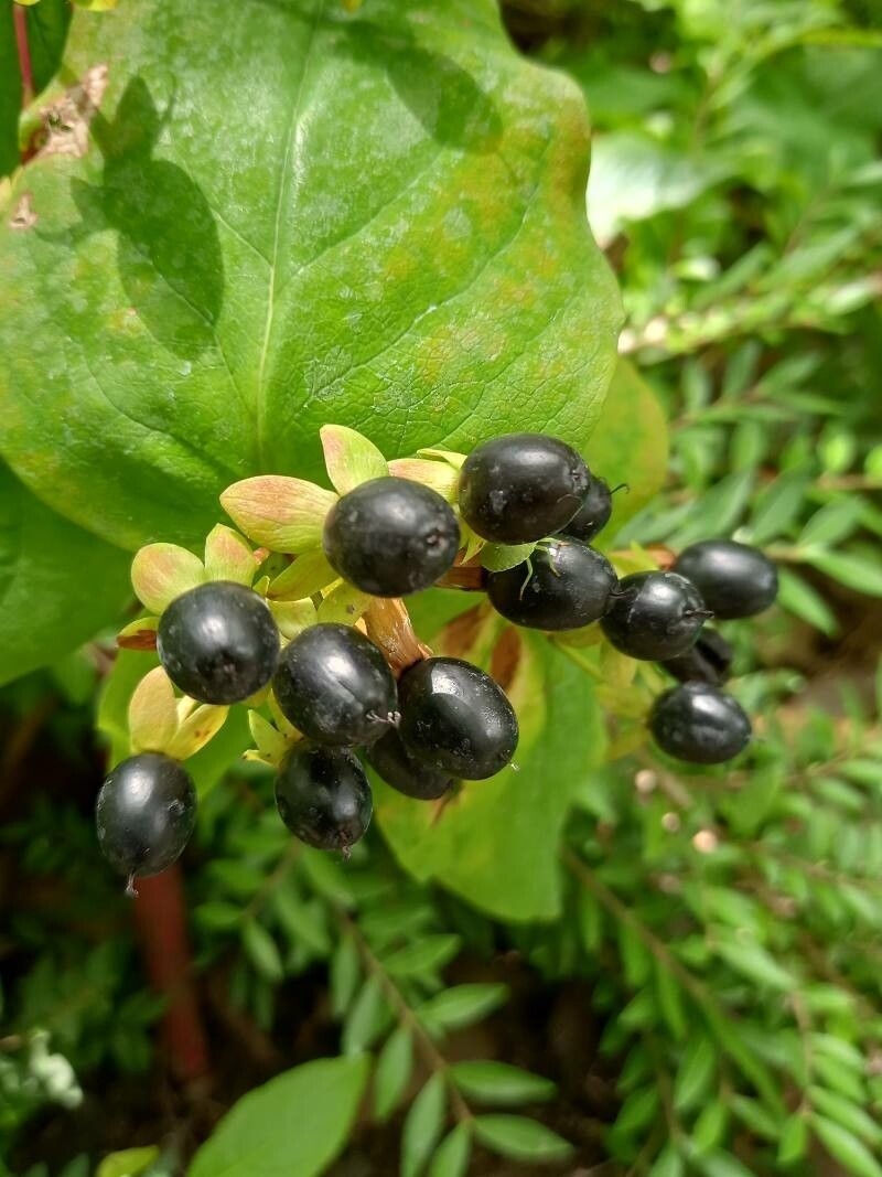 Hypericum kouytchense fruit
