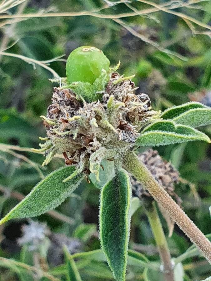 Volkameria eriophylla fruit
