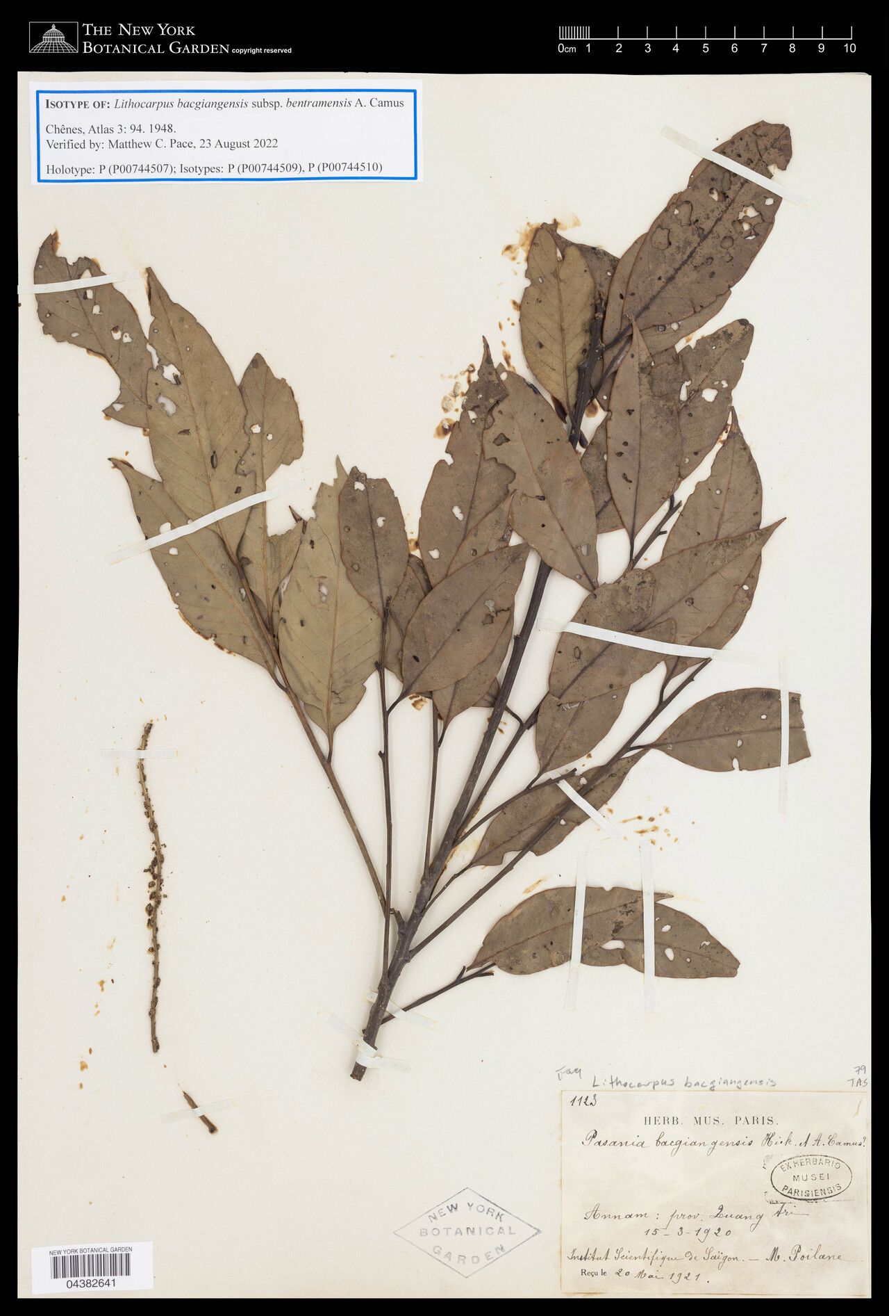 Lithocarpus bentramensis — search result for 'Lithocarpus'