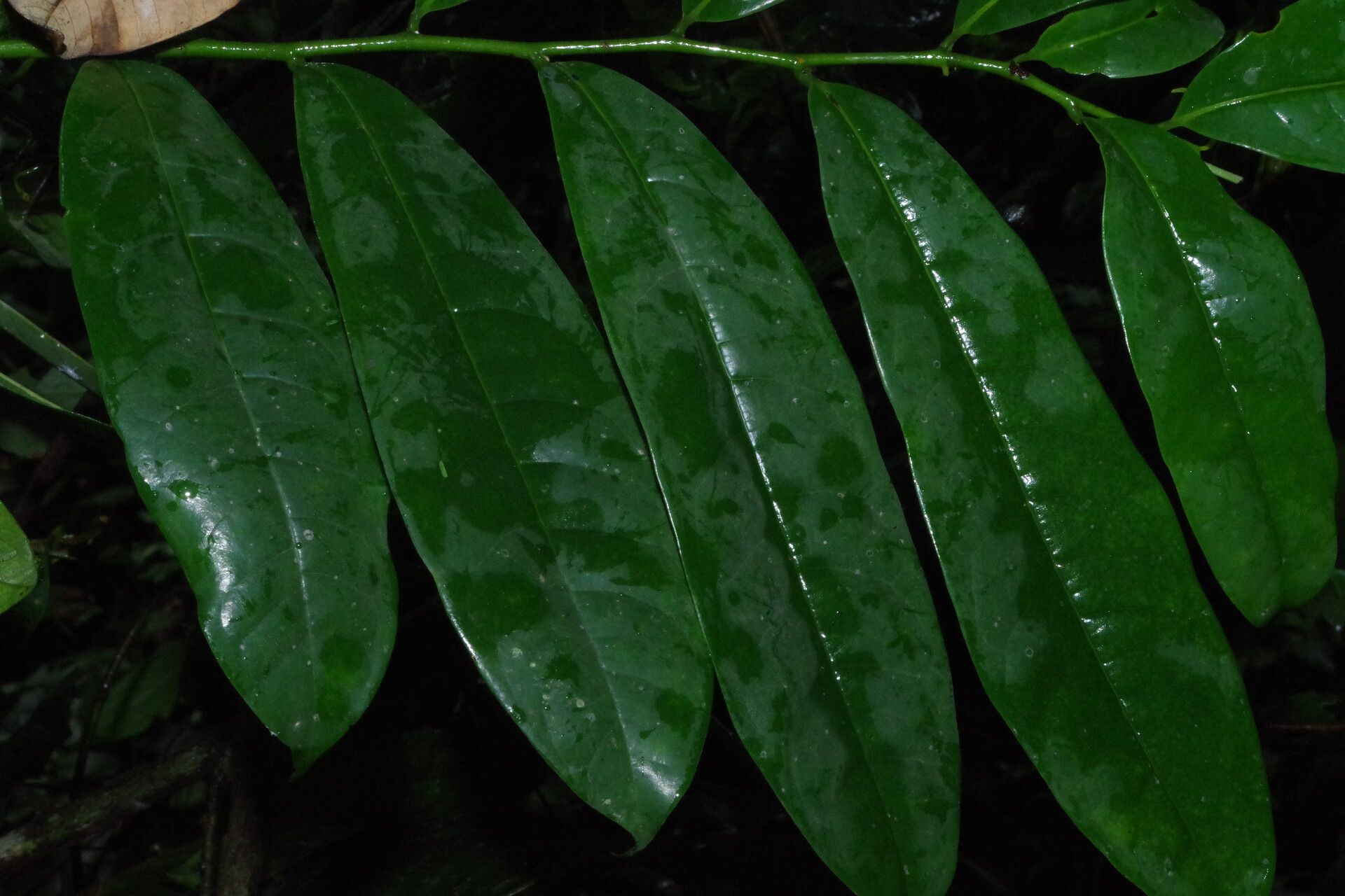 Artabotrys insignis — houseplant care guide