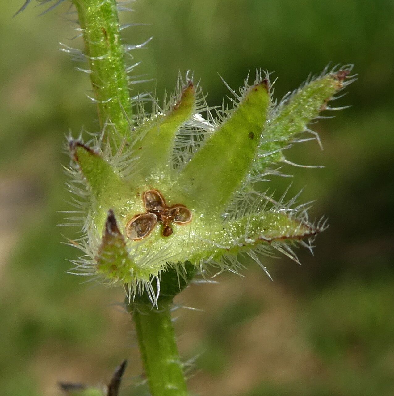 Lycopsis arvensis fruit