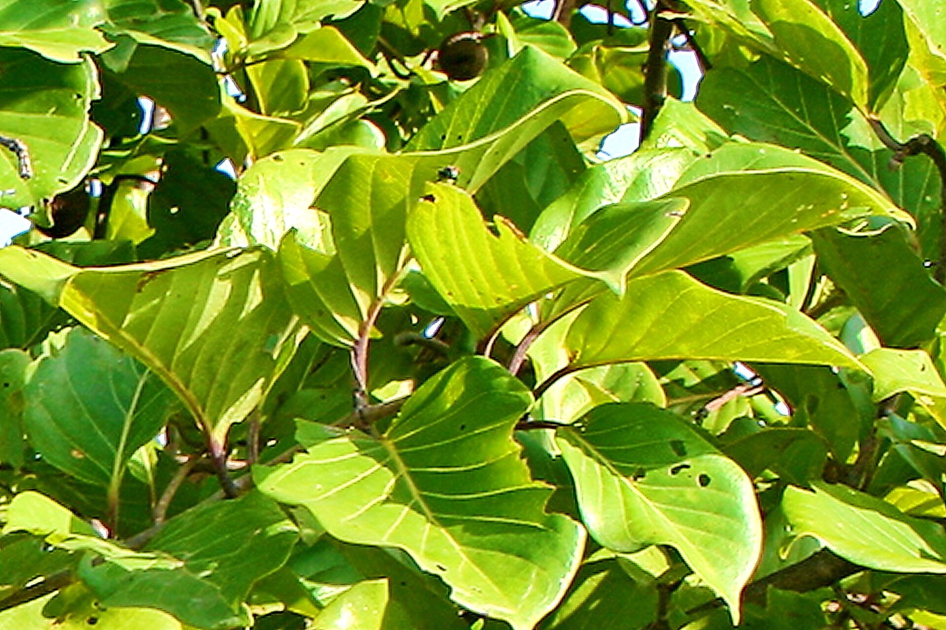 Nauclea latifolia leaf