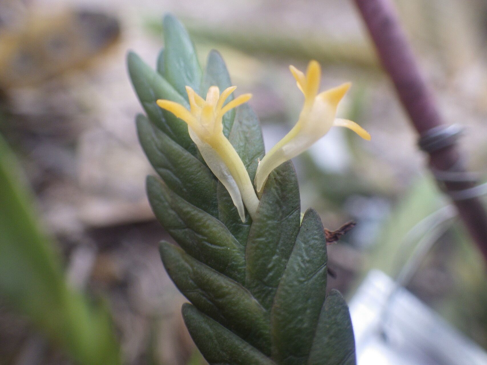 Angraecum podochiloides flower