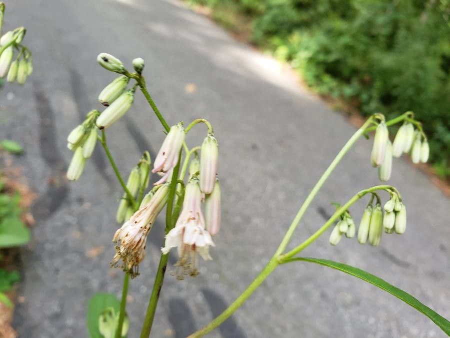 Nabalus albus flower