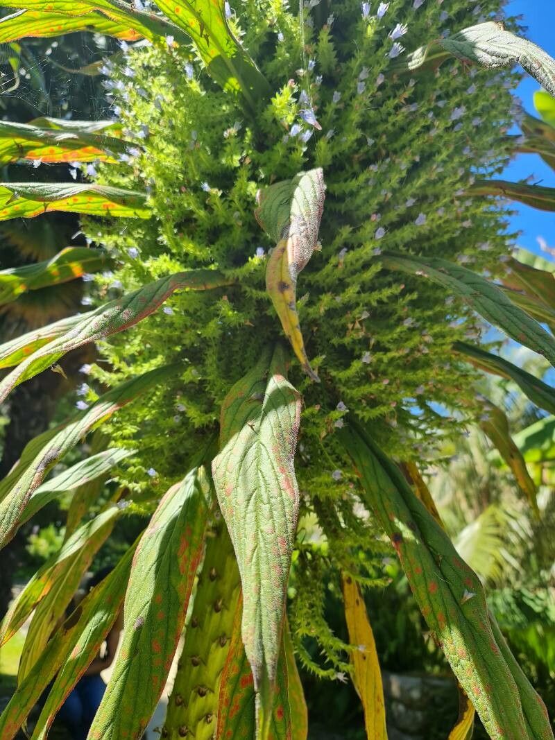 Echium pininana flower