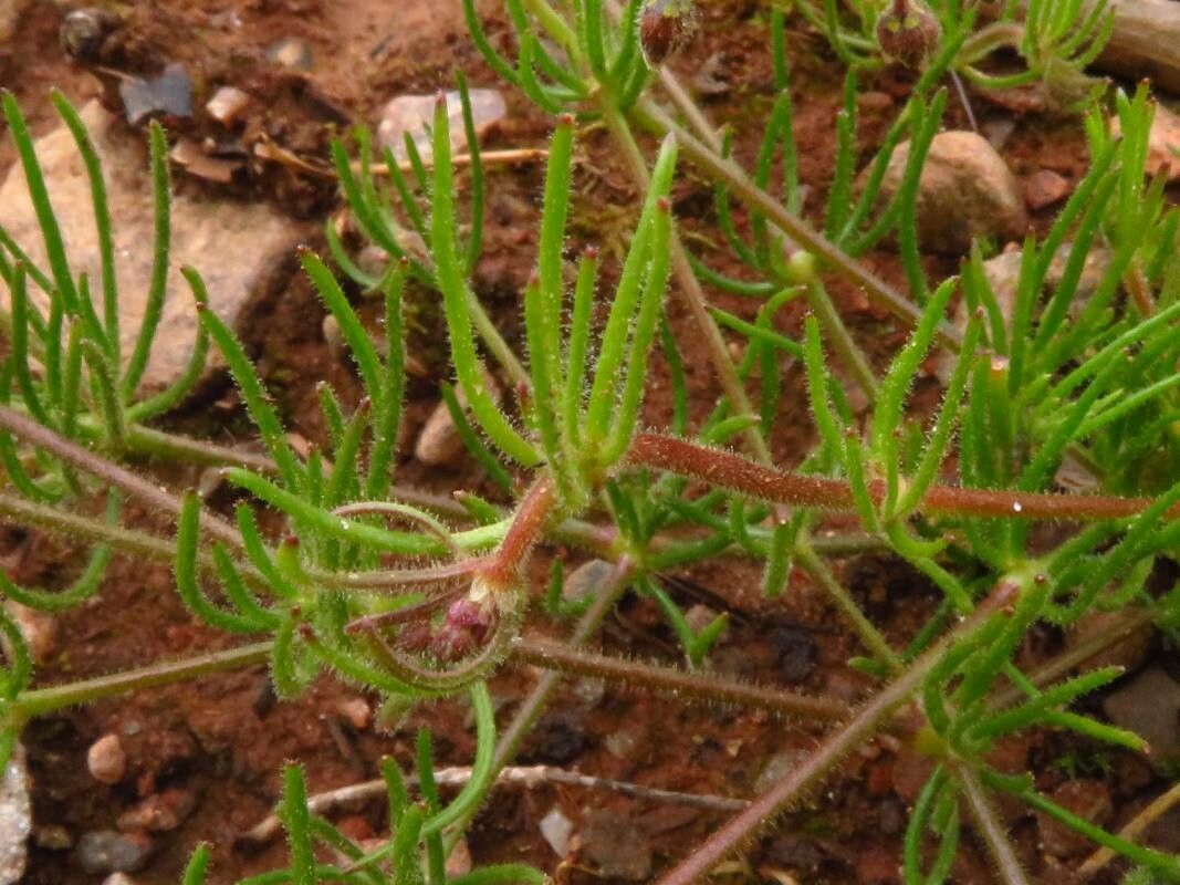 Spergula arvensis leaf