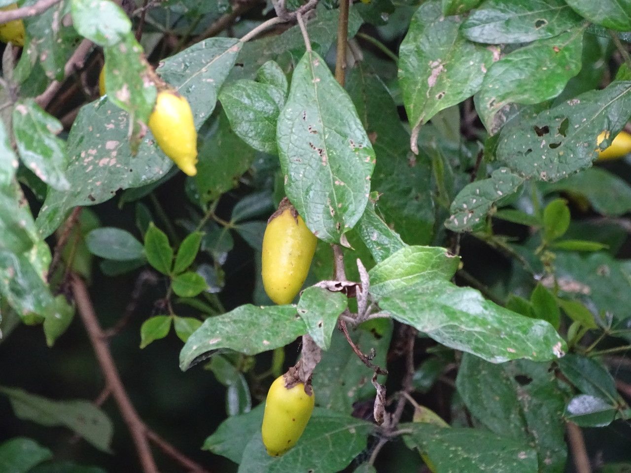 Solanum phoxocarpum habit