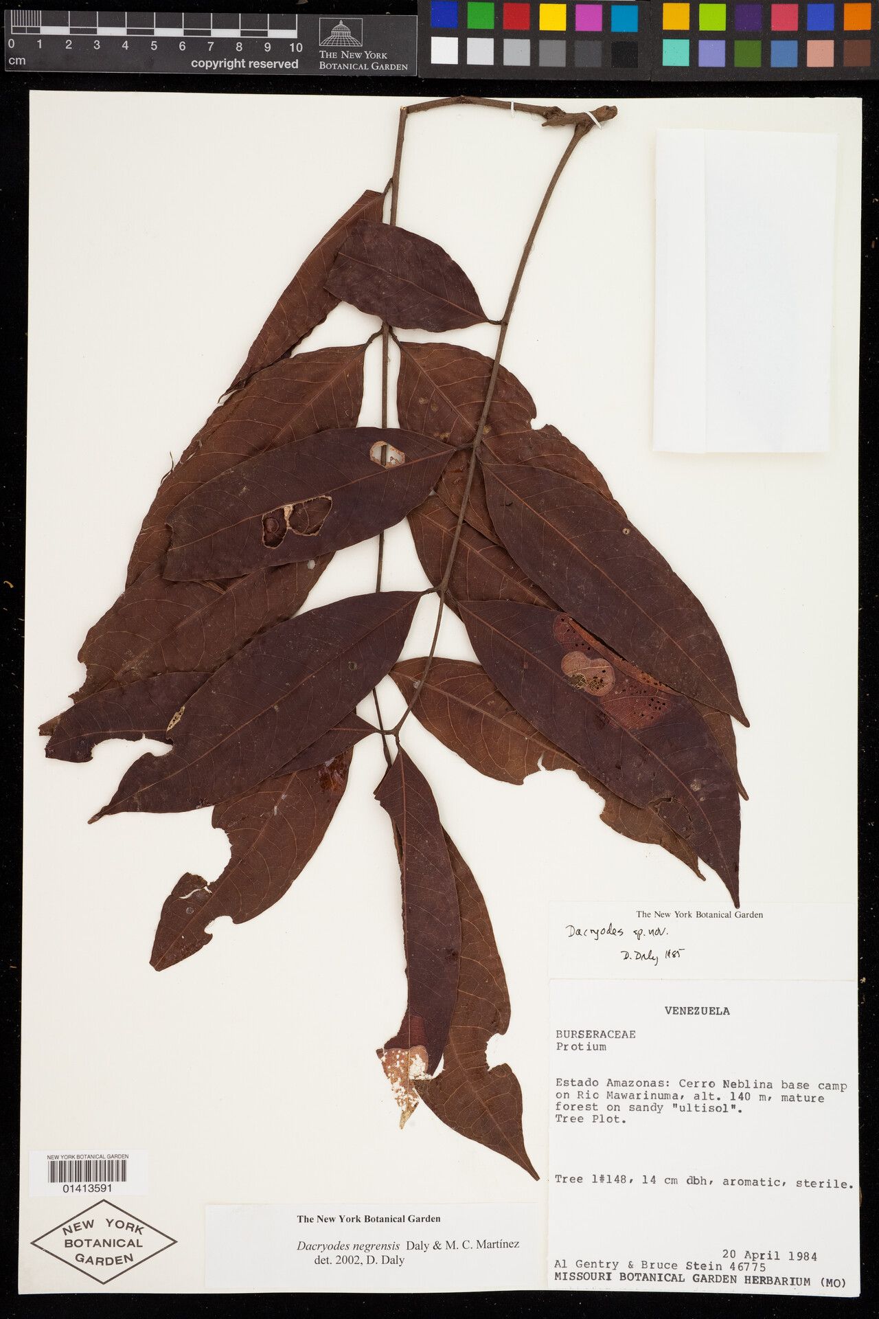 Dacryodes negrensis leaf