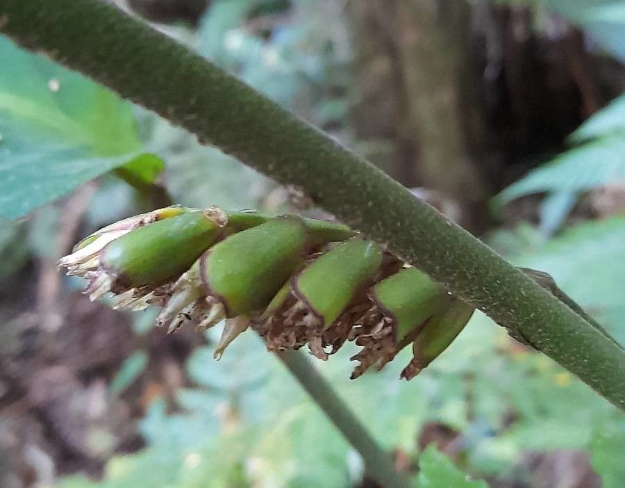 Ctenanthe muelleri flower