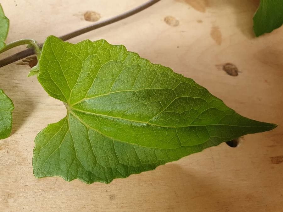 Cineraria deltoidea — related species from the same genus