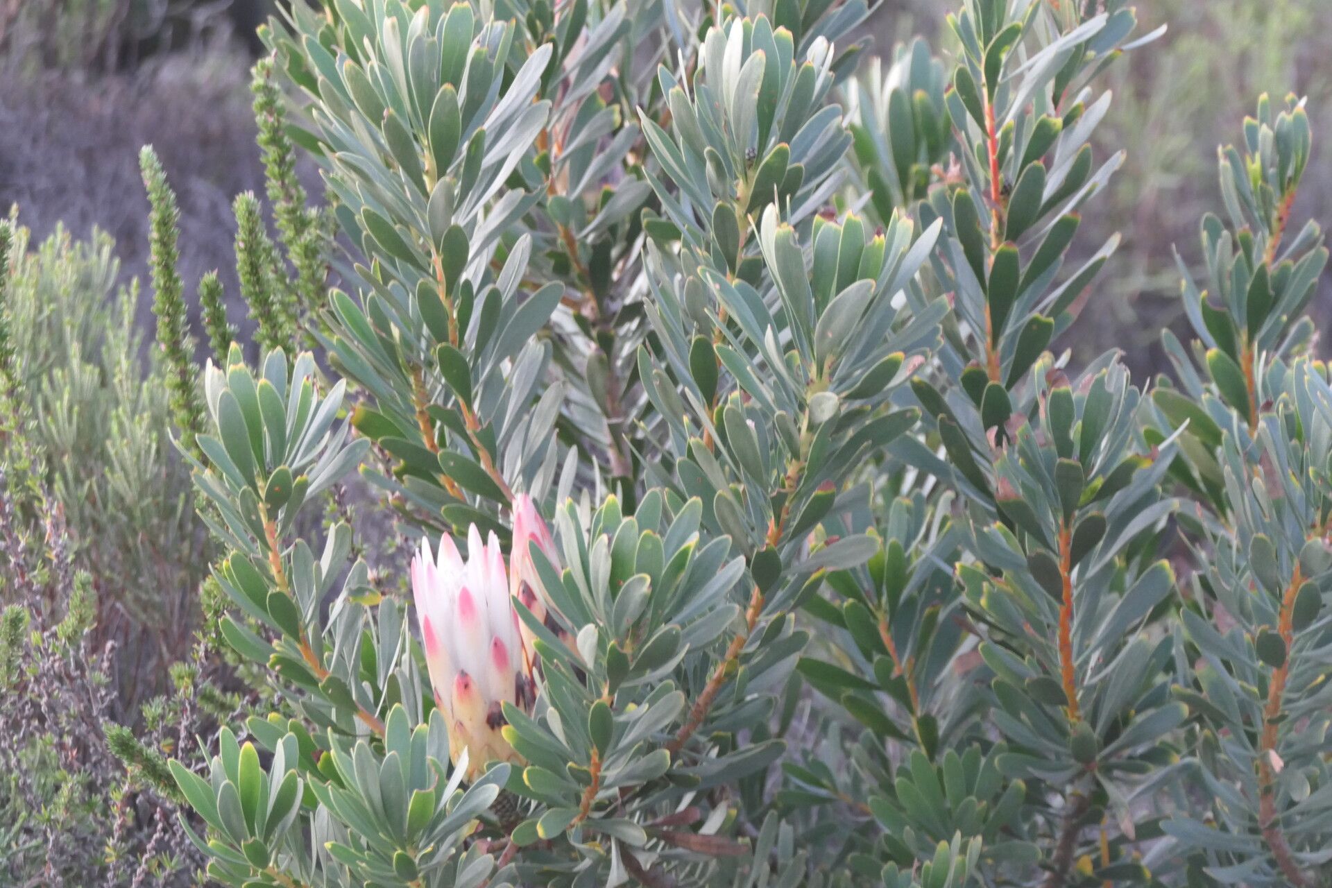 Protea repens leaf