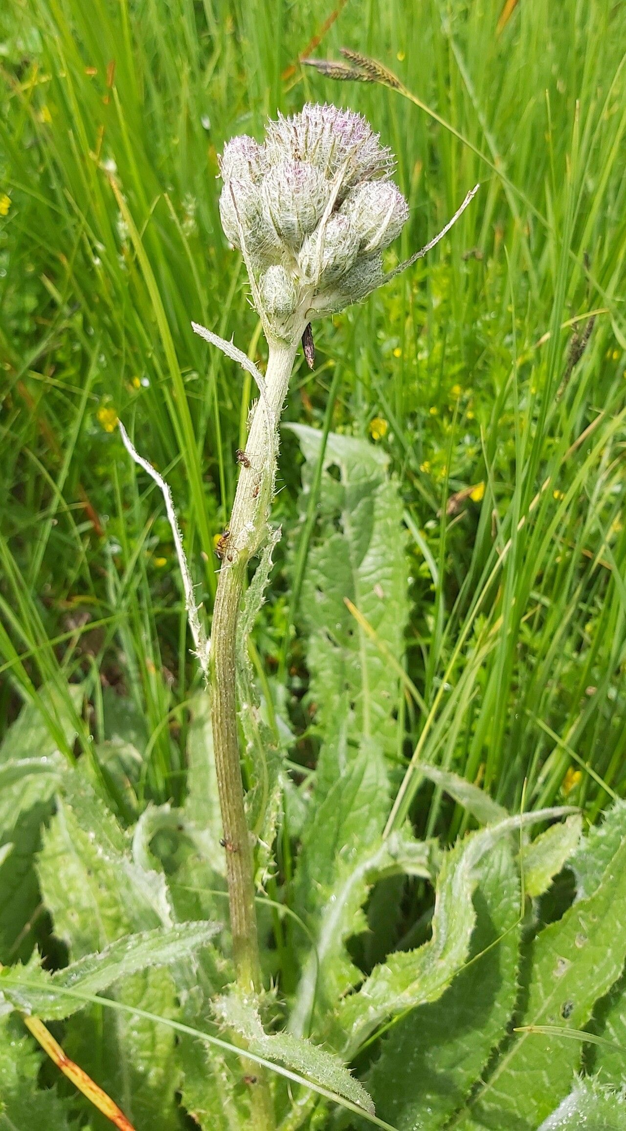 Cirsium heterotrichum flower