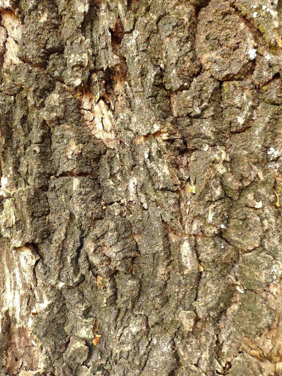 Cariniana estrellensis bark