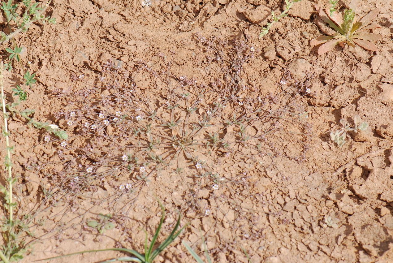 Polycarpaea robbairea habit