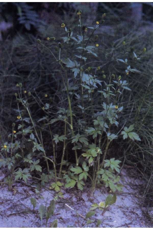 Ranunculus pensylvanicus habit