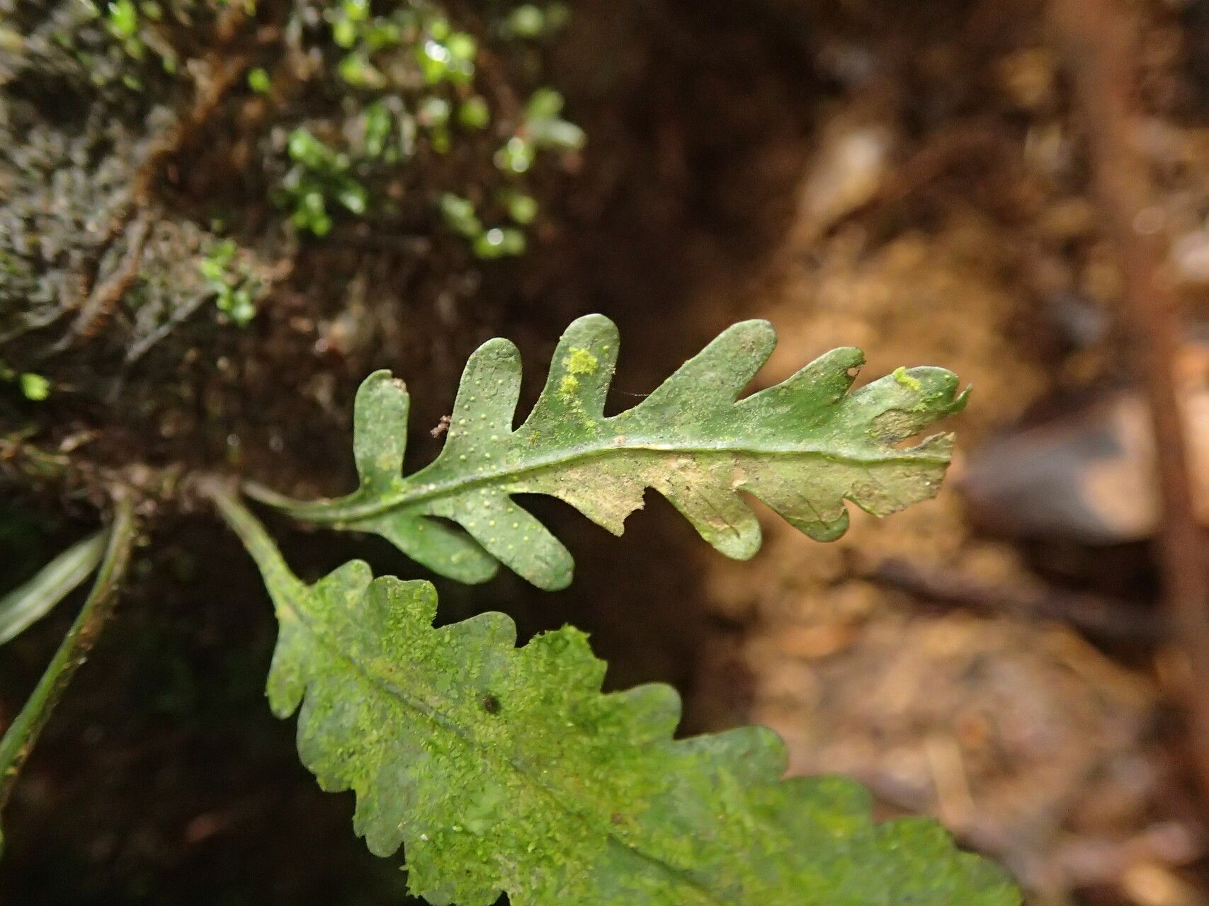 Asplenium variabile leaf