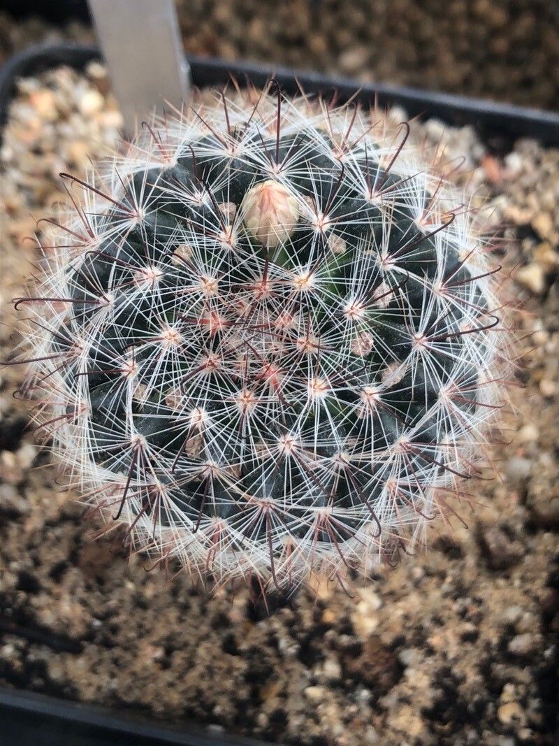 Mammillaria mercadensis — search result for 'Mammillaria'