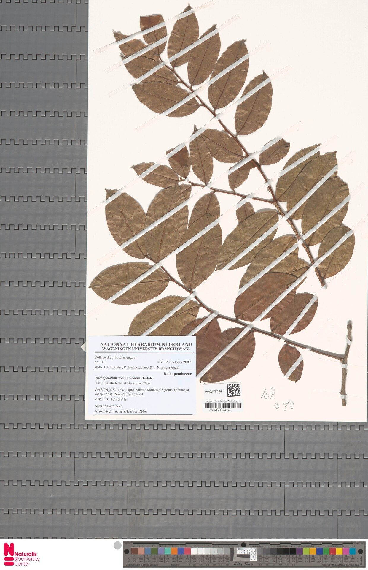 Dichapetalum arachnoideum — related species from the same genus