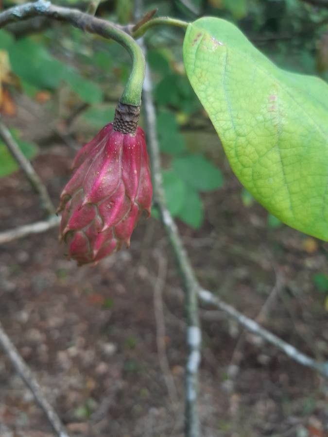 Magnolia sieboldii fruit