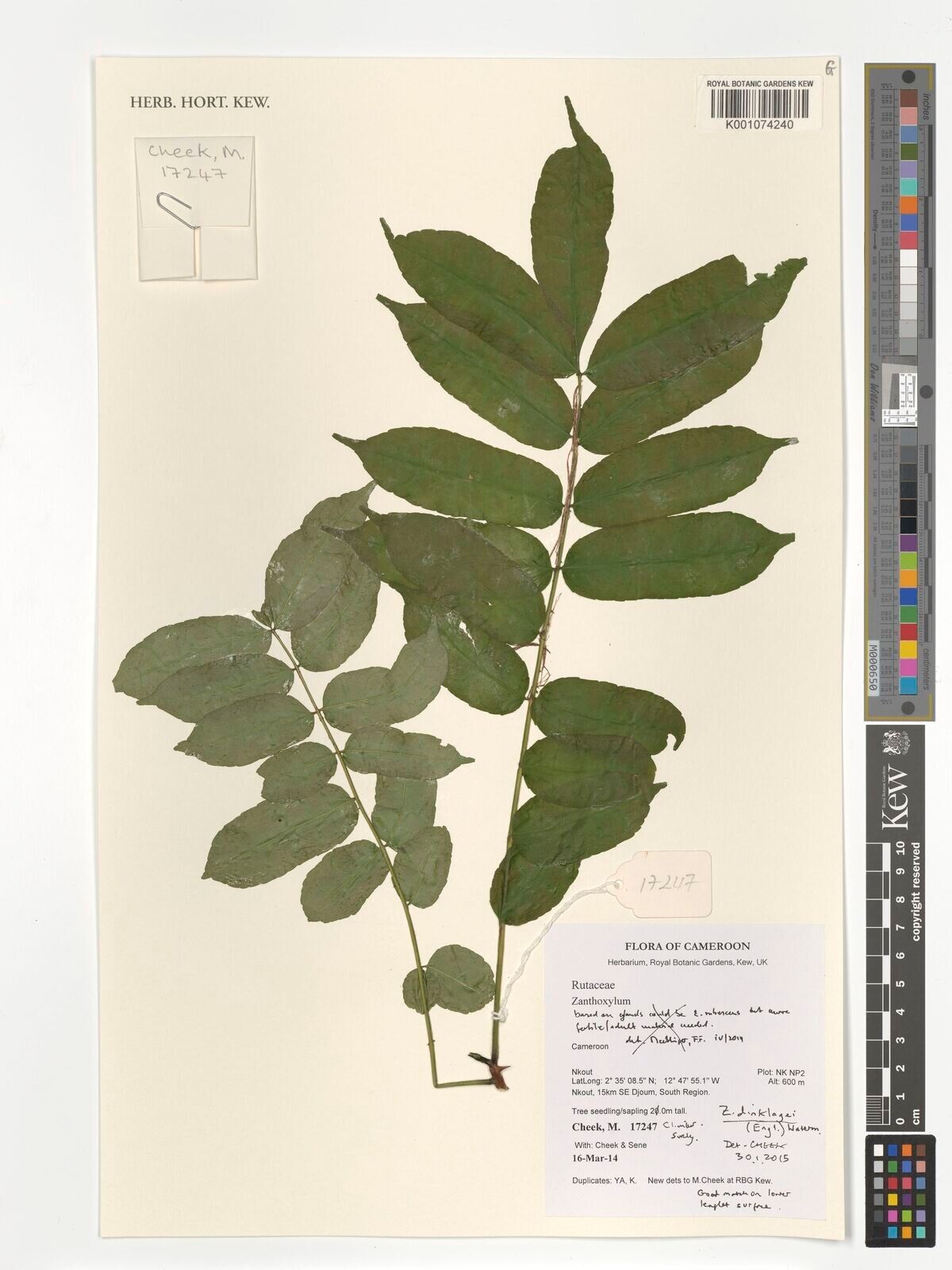 Zanthoxylum dinklagei — houseplant care guide