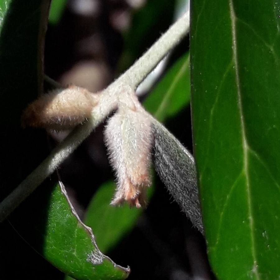 Planchonella kaalaensis flower