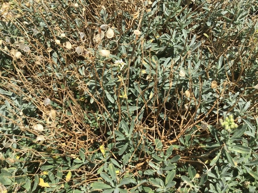 Hormathophylla halimifolia — related species from the same genus