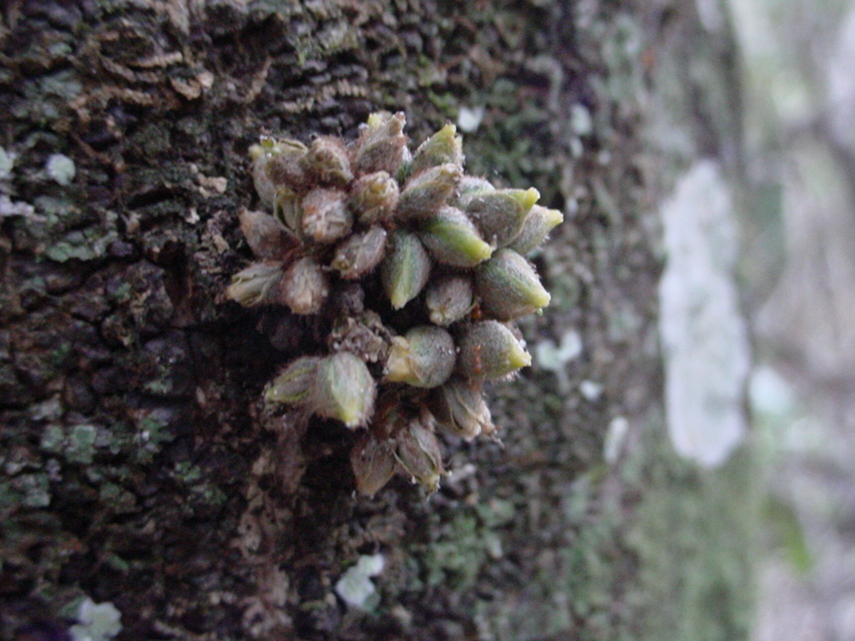 Planchonella luteocostata fruit