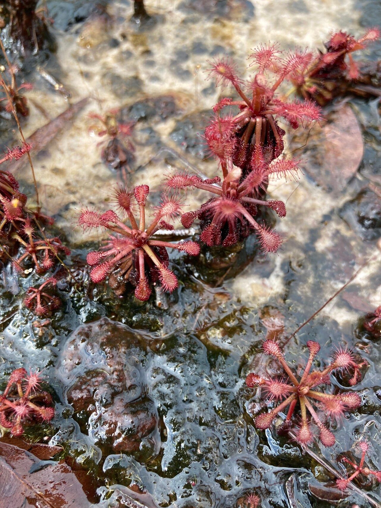 Drosera amazonica — houseplant care guide