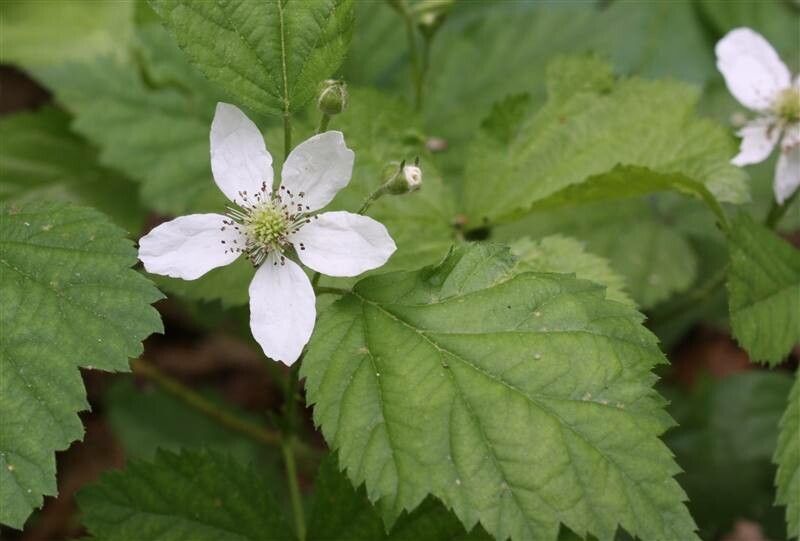 Rubus setosus — search result for 'Rubus'
