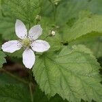 Rubus setosus