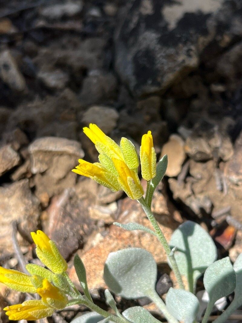 Physaria acutifolia flower