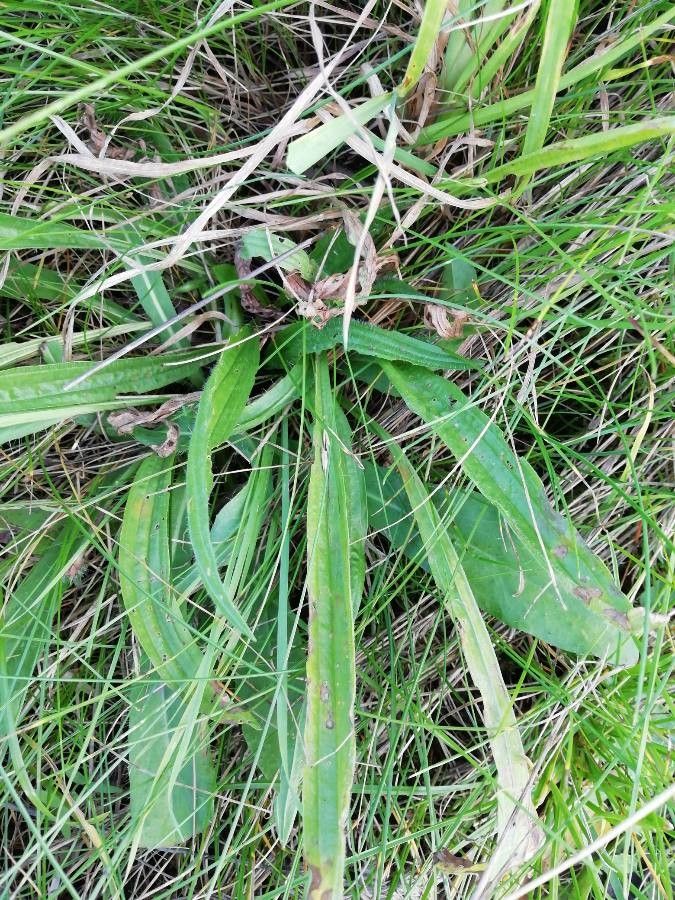 Pilosella caespitosa leaf