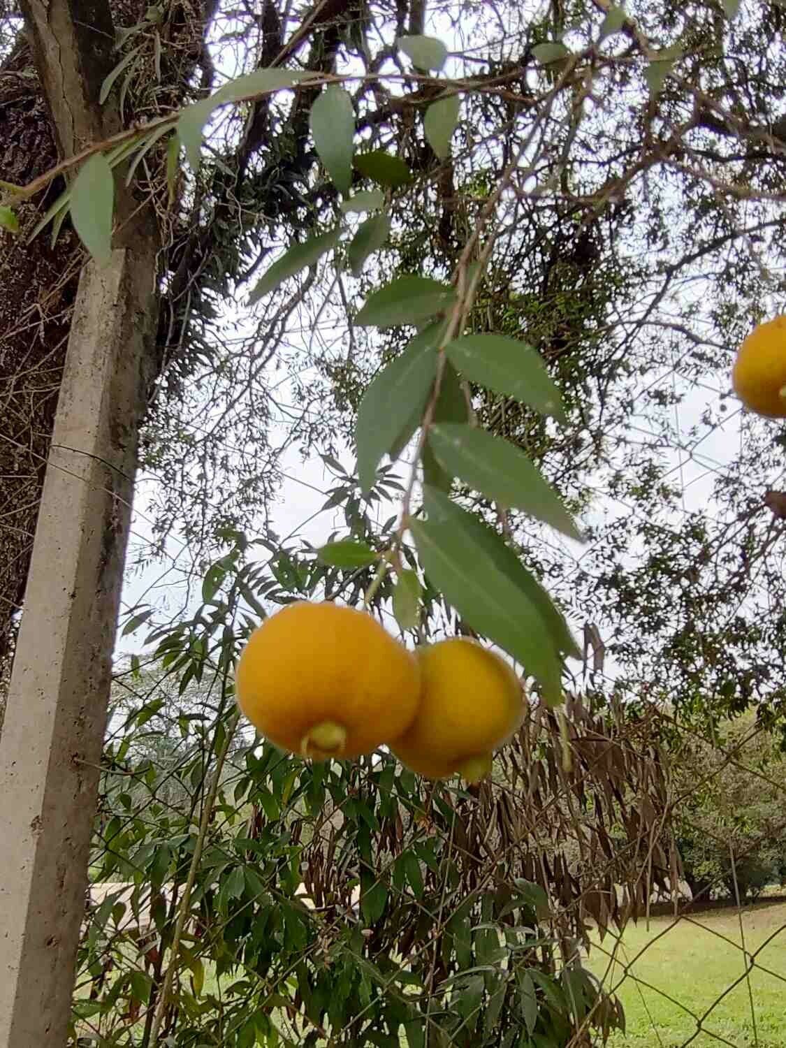 Eugenia pyriformis fruit