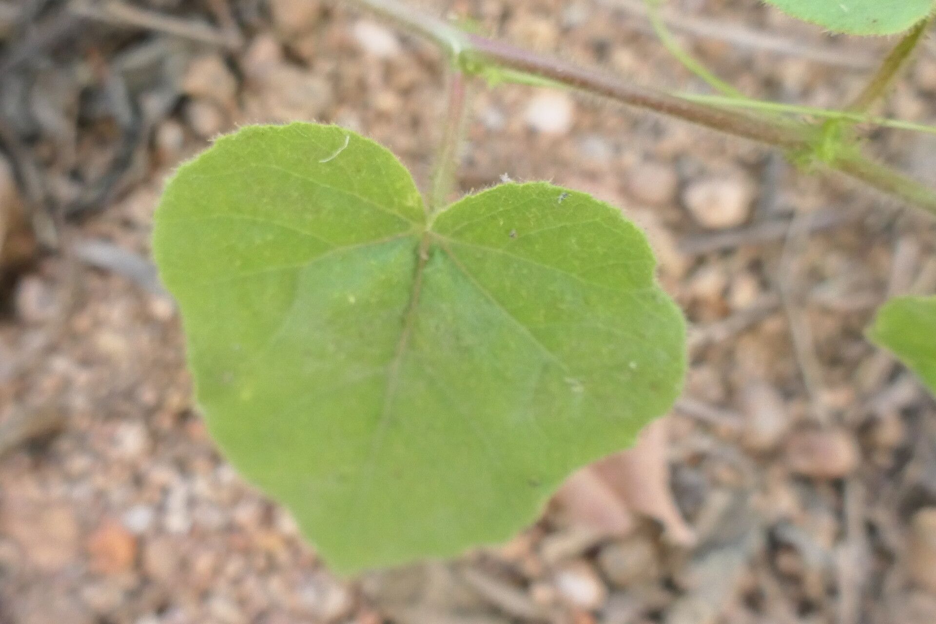 Passiflora vesicaria — houseplant care guide