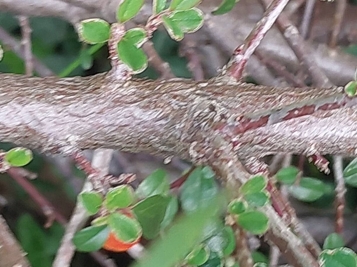 Cotoneaster nitidus bark