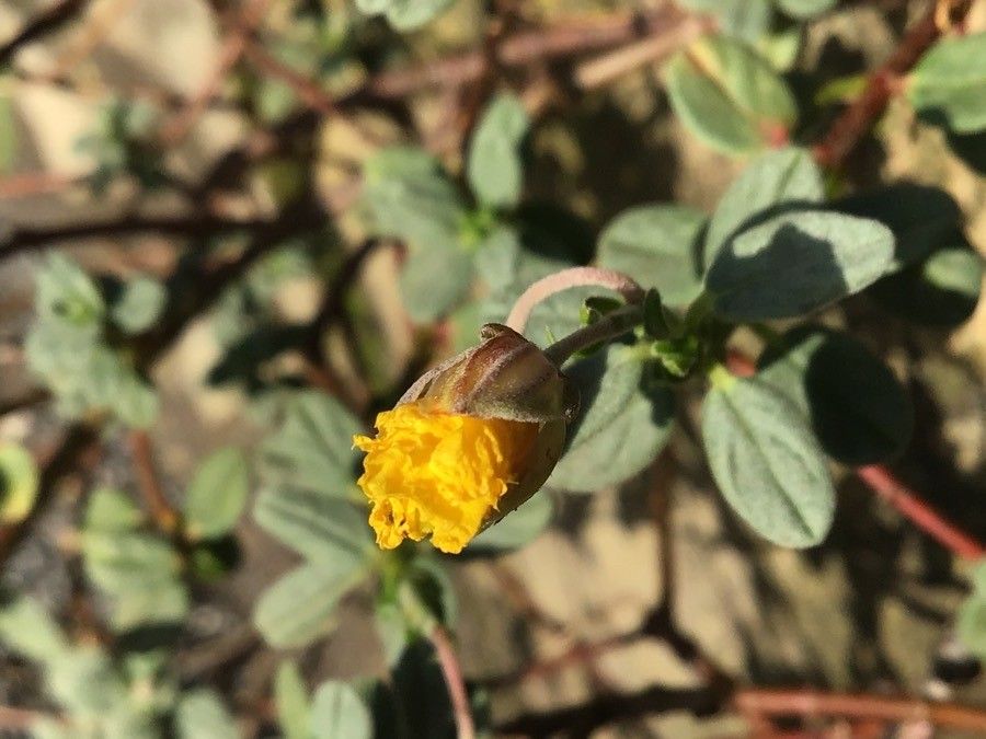 Helianthemum croceum flower