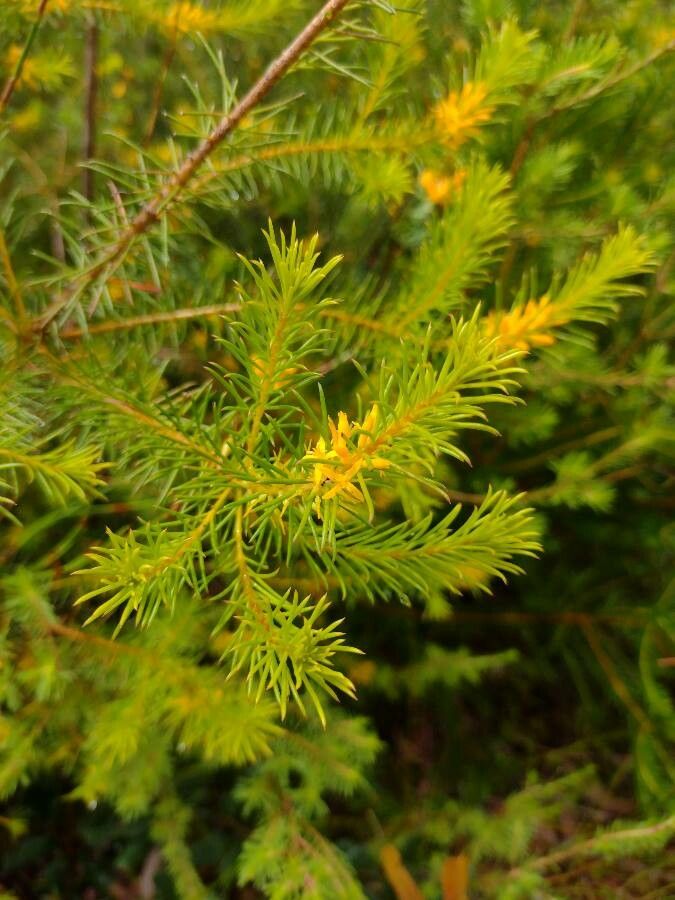 Persoonia isophylla habit