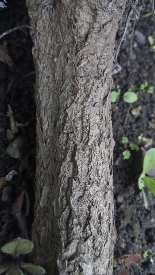 Centaurea cineraria bark