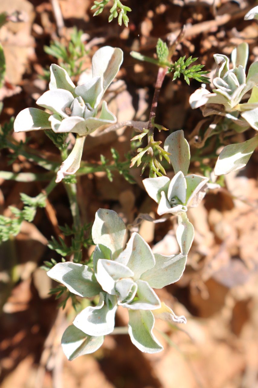 Micropus supinus habit